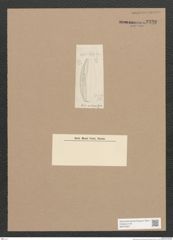 Diatomeae indet. Zeichnungen Sammlung Grunow Nr. 3339 (NHMW-BOT-W0370847)
